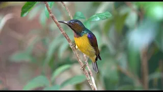 Brown-throated Sunbird Male