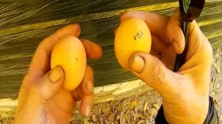 Как отличить домашние яйца от птицефабрики