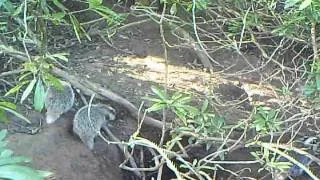 Wild Scottish Badgers: cubs above ground.