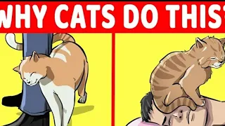 Strangest Cat Behaviors And Their Meanings - Decoding Unusual Habits In Cats