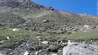 sheep go to grazing