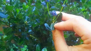 How to Grow California Lilac / Blueblossom (Ceanothus thyrsiflorus) in a container