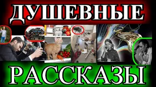 ДУШЕВНЫЕ  РАССКАЗЫ❤️МОЖНО ПОПРОСИТЬ НИНУ?❤️ИСКЛЮЧЕНИЕ❤️КОТЁНОК ПУЛЯ❤️ЛАМПОЧКИН @TEFI РАССКАЗЫ