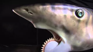 Meet The Helicoprion