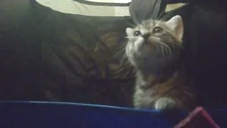 Cutest kitten, POV from the food bowl.