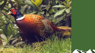 Great Irish pheasant shooting in Co Offaly