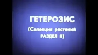 Гетерозис