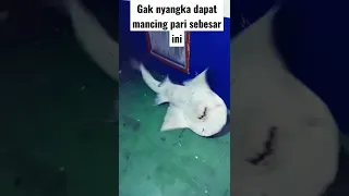 Gak nyangka dapat pari sebesar ini#short