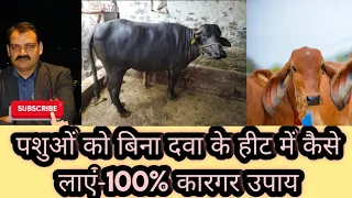 पशुओं को हीट में लाने का देसी नुस्खा-100% कारगर