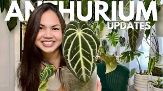 Anthurium Evolution: From Emergent to Resilient! 🌱✨