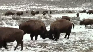 Yellowstone Sampler II