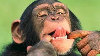 Как смеется обезьяна? - Звук обезьяны