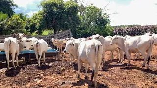 CONFINAMENTO RAIZ NO GOIÁS