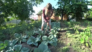 Вітя Мітя займається городництвом  21 06 2023