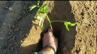 3 consejos para plantar tomates en la huerta 🍅