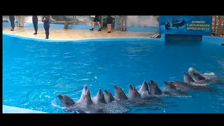 Анапа. Дельфинарий. Сибур-Юг