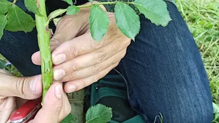 rose grafting // прививка розы