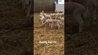 #short | Lambs 1 to 5 days old | Ambry Acres SHORTS