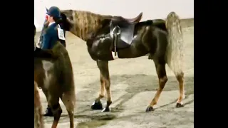 Thrown "STACK SHOE" At "BIG LICK" Tennessee Walking Horse Championship Class - June 27, 2020