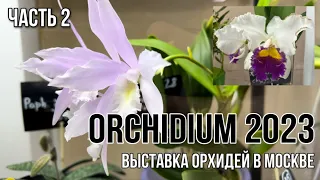 Orchidium 2023 || Выставка орхидей в Москве || Часть 2 | Красота все не заканчивается ☺️