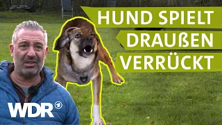 Hunde spüren Stress der Halter | Hunde verstehen | S01/E06 | WDR
