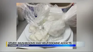 Study: Mushrooms may help cocaine addiction