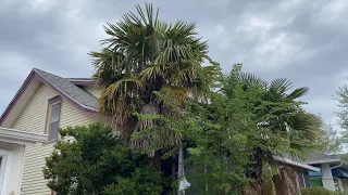 Rehoboth Beach Delaware Palm Trees Spring 2024