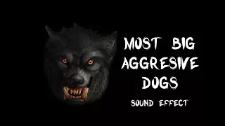 Most big aggressive dogs bark & growl - True recording sound effects HQ