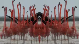 Birds Do It (Official Lyric Video)