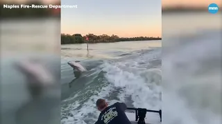 Pod of Dolphins swim and play with firefighters in Naples, Florida