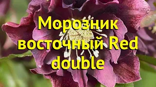 Морозник восточный Ред дабл. Краткий обзор, описание характеристик helleborus orientalis Red double