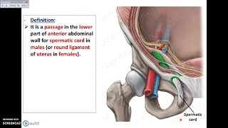 Overview of Abdomen (4) - The Inguinal Canal - Dr. Ahmed Farid