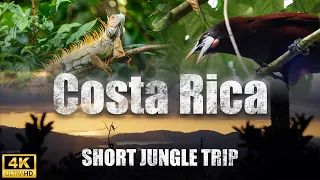 Short cinematic jungle trip. Wildlife of costa rica. (4k, FX3, DJI Mavic 3 Pro)