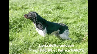 French brittany spaniels training for field trial on wild grey partridges
