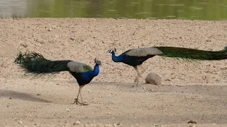 Peacock Walks to Find Friends