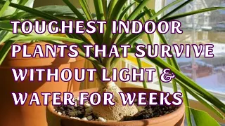 These Indoor Plants can survive few weeks without light & Water