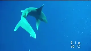 Longimanus shark attack diver. Акула Лонгиманус атакует дайвера