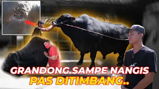 WE PROVE SUPER JUMBO GRANDONG COW HOW MUCH WEIGHT.. BUT..