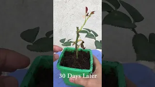 The fastest way to propagate roses