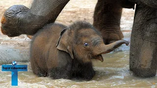 Top 60 Most Funny And Cute Baby Elephant Videos Compilation #2