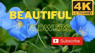 4k video | Beautiful Flowers with piano music | Relaxing mind, piano music Butterfly With flowers 💐