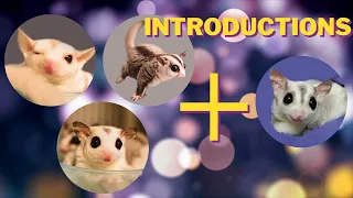 How to introduce sugar gliders to each other