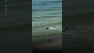 Hammerhead shark chases stingrays uncomfortably close to beachgoers | USA TODAY #Shorts