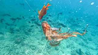 SCORPION FISH (nohu) catch and cook-spearfishing hawaii