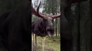 Giant Moose Approaches a Car