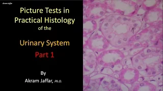 Picture tests in histology of the renal system 1