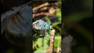 DRAGONFLY SPIRIT ANIMAL - Are YOU seeing DRAGONFLIES?  Signs & Symbols #animals #spirit #fairy