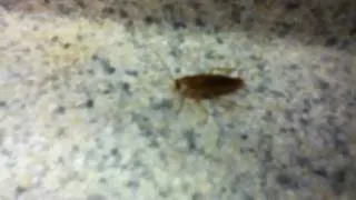 Roach in a strip club