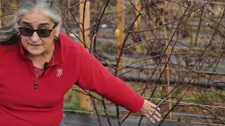 Blackberry Pruning with Gina Fernandez, NC State Extension Small Fruits Specialists