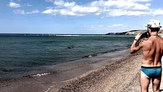 дельфины у берега охотятся на рыбу, Чёрное море. dolphins hunting fish near the shore, Black Sea.